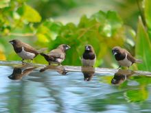 Locals Enjoying Our Pool