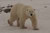Polar Bear in Northern Manitoba