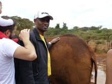 Baby Elephant in Sheldrick Farm Kenya