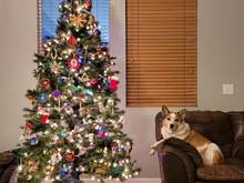 Ranger posing with the Christmas Tree 2022