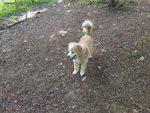 Our sweet rescue Rocket loves to explore the trails in Montrose Park in Georgetown. DC's happiest little guy in certainly living his best life.