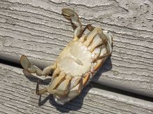 Our largest crab, but too small to keep.