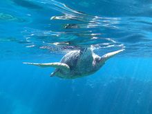Turtle just off the Andaz beach

