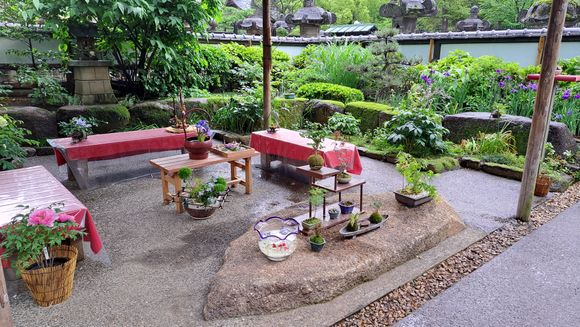 Some beautiful small plants and objects also