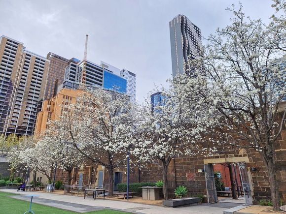 Cherry blossom near Old Melbourne Gaol
