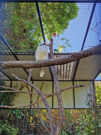 Laughing Kookaburra