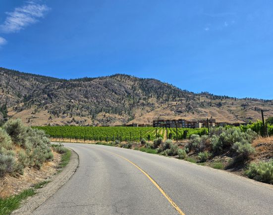Vineyards against the desert background.
