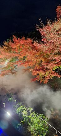 Tree illumination with mist.