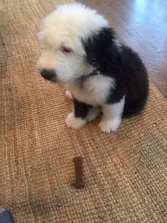 Otto is younger son’s new 8 week puppy
Old English Sheep dog
Otto is very sweet and really looks like a stuffed animal