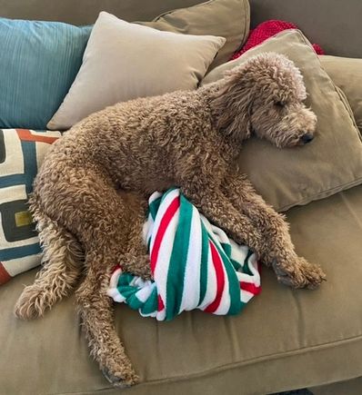 Poppy getting into the spirit of the season with her Christmas throw!