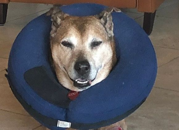 Cody feeling better but still wearing his balloon to keep him from licking the affected area. 