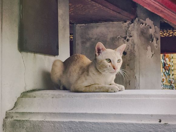 This cat let me get really close to him at a temple in Bangkok. Reminds me of Sphinx. One of my favorite all time shots. 