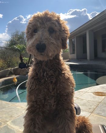 I was sitting by the pool and Poppy decided to climb up on my lap and pose for a series of pictures