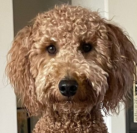 Poppy is ready for her closeup, Mr. DeMille. 