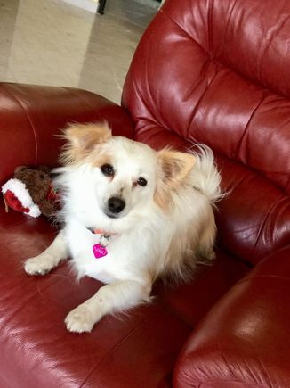 Meet Peanut.  Her name used to be Nikki butI already had a Nikki.  The couple who had her are both fighting cancer and I just lost one of my dogs to old age so now this one is boss of the big dogs.  The biggest is scared of her.