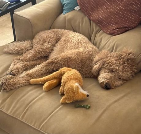 Poppy has been swimming a lot lately. It’s exhausting! 