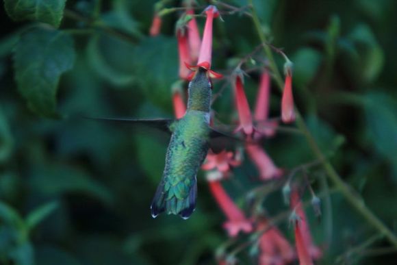 Garden visitors
