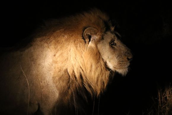 Male lion from game drive at Silvan