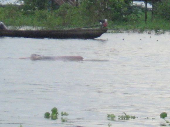 The best I could do on a dolphin photo. They come in grey and pink.