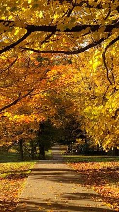 The last of the fall foliage in Connecticut