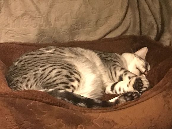 It’s tiring being this cute.