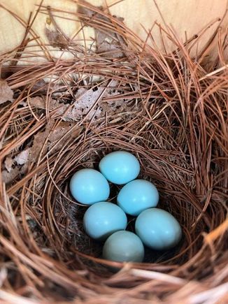 Sweet little bluebird eggs