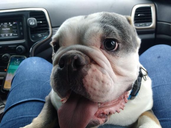 Cosmo, who is staying with another auntie