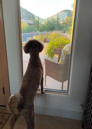 Poppy came home from the spa and immediately had neighborhood watch duties!