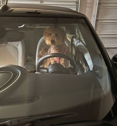 Who wants to go for a ride?