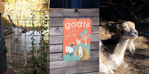 The goats of Goat Hill House