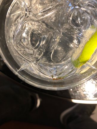 Are the green ants in the Green Ant gin meant to be served??! 
