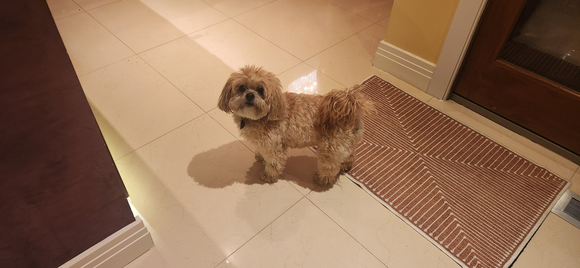 Brother's dog-in-law