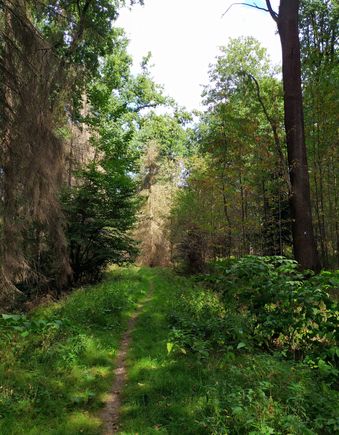 There were quite a few stretches of almost indistinct trail in the forest 