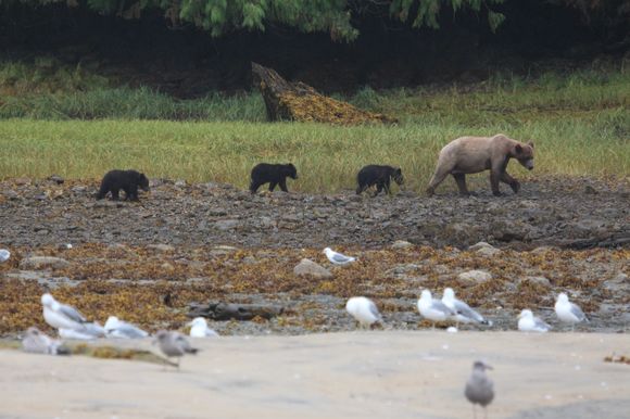Mother grizzly with her three cubs