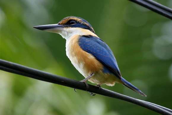 kingfisher