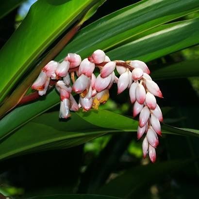 shell ginger lily