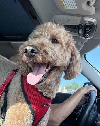 Everybody likes to go for a ride!