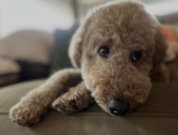 Poppy is unsure what a portfolio is, but she is pretty sure she wants this pic in it!