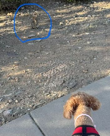 On our walk this morning, Poppy had a stare down with a bunny. 