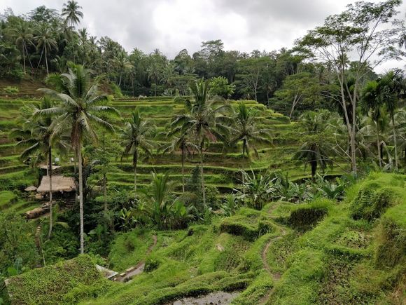 Terrace rice fields...