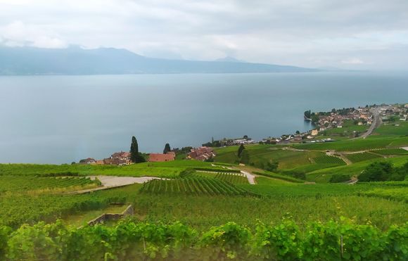 On the way from Lausanne to Bern the train track rises up through the vineyards before heading inland through a tunnel (at Puidoux)