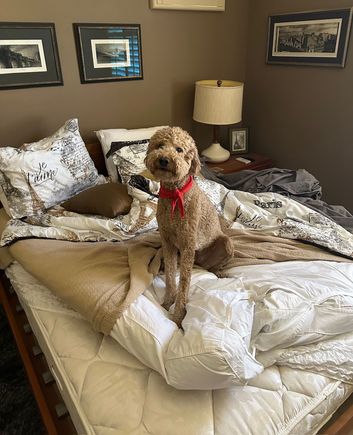Our nieces are coming to visit. When I informed Rooms Manager Poppy, she got right to work on the Suite de Paris!