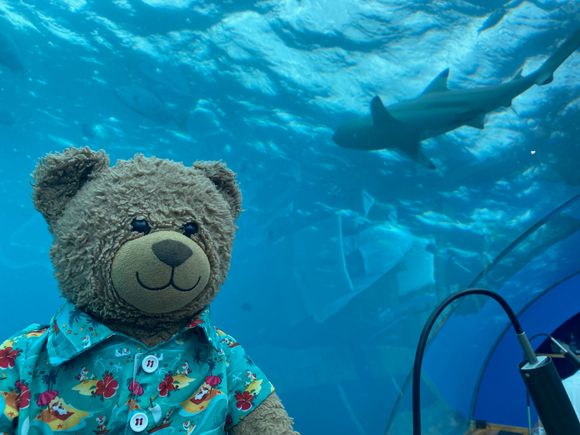 Cheddar with a shark overhead