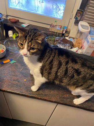 This is Benny. He is very good cat. 