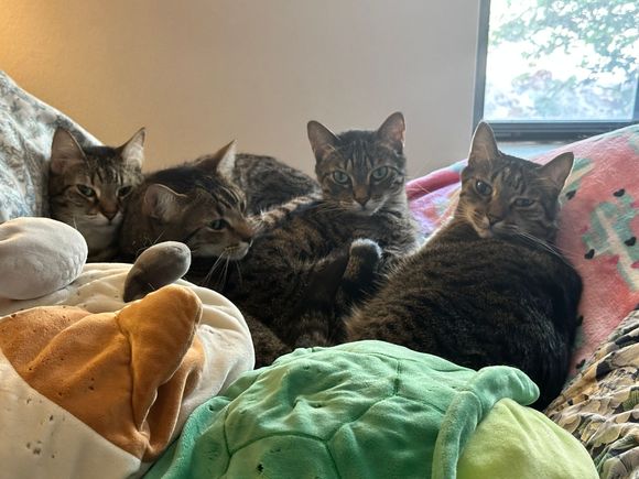 Artemis, George, Apollo, and Fred were not impressed that I interrupted them this afternoon.