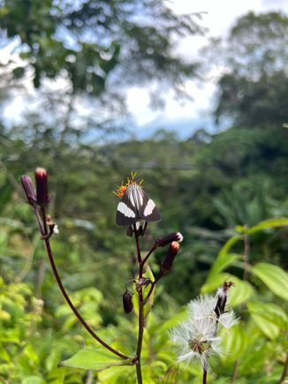 Butterflies