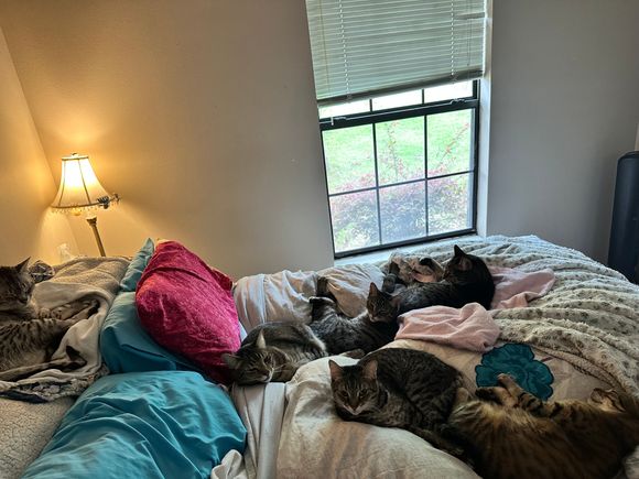 It’s tough being a cat at our house.