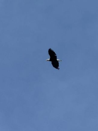 first of three bald eagle sightings