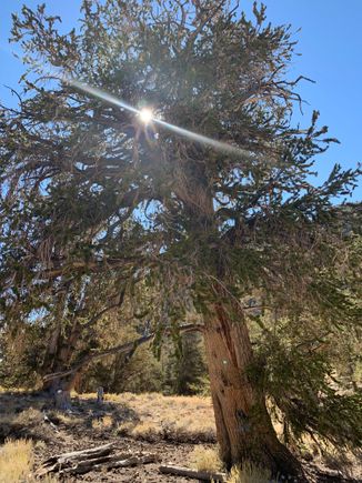 The straight tall trees aren’t as old as the short gnarled ones. Something about where they lie on the west facing slope. 