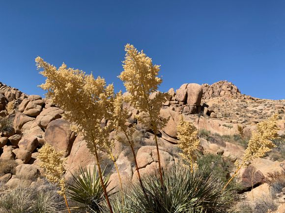 Dried husks of a blooming plant. It made a rustling noise in the wind that made you think something was moving. The peak of Mastadon is to the right 